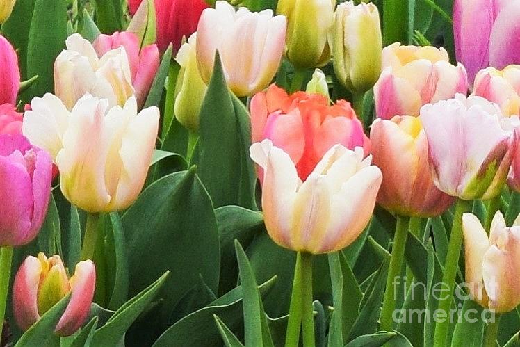 Biltmore House Tulips Photograph by Mary Ann Artz - Pixels