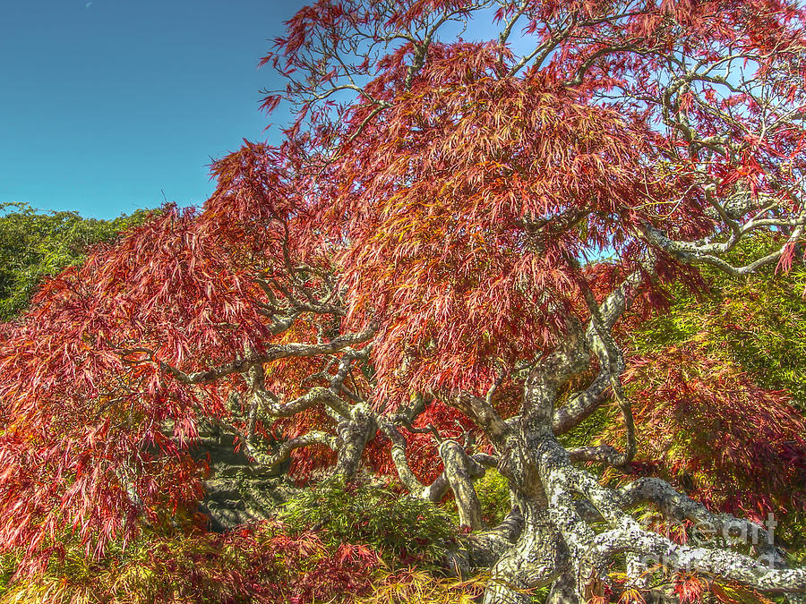Biltmore Japanese Red Maple Photograph by Dale Powell