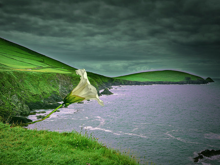 Bindweed and Ireland. Photograph by Leif Sohlman