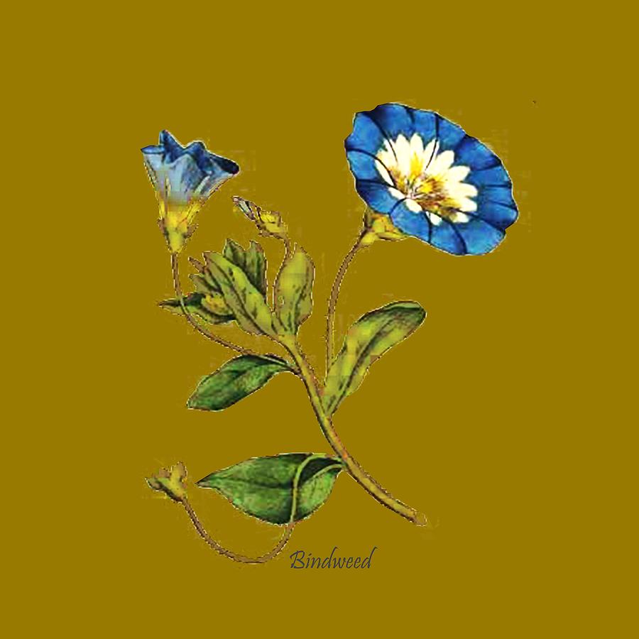 Flower Digital Art - Bindweed by Asok Mukhopadhyay