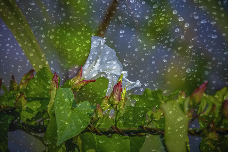 Bindweed Droplets 1 #g1 Photograph by Leif Sohlman