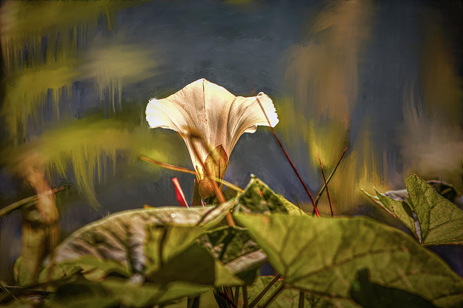 Bindweed in dream #g5 Photograph by Leif Sohlman