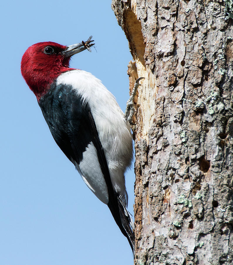 Red Headed Woodpecker Photograph by Art Cole