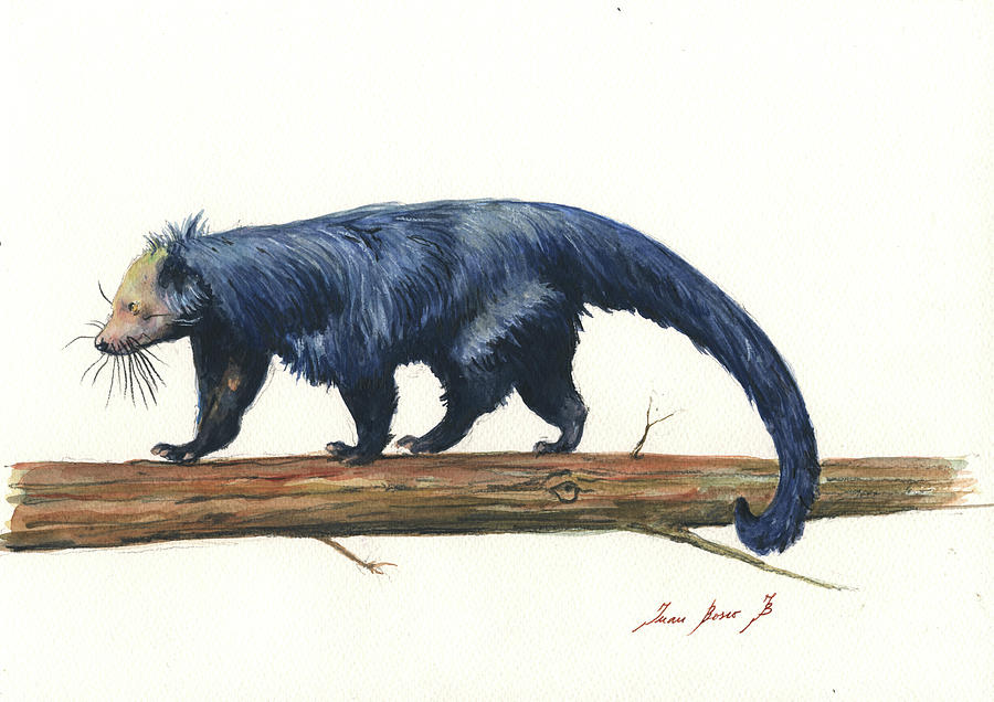 Binturong Painting by Juan Bosco - Fine Art America