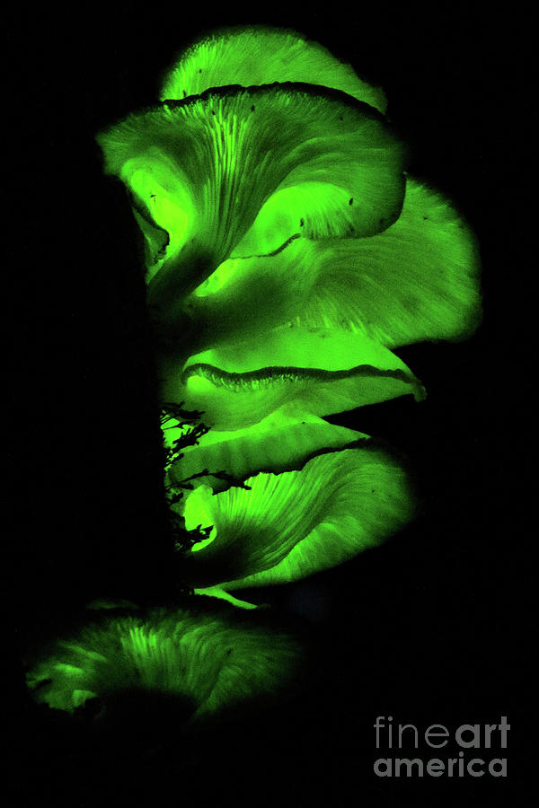 Bio-luminescent Toadstools Glowing  Photograph by Max Allen