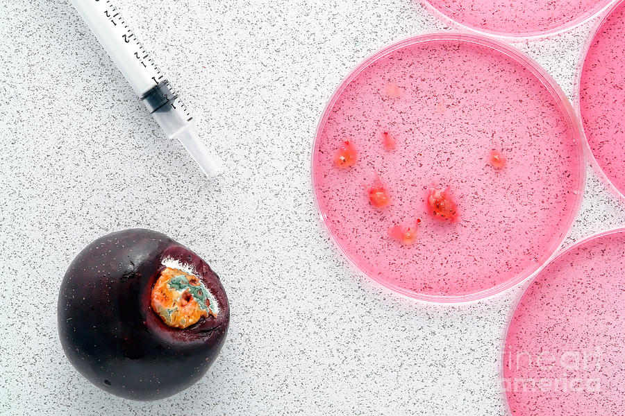 Fruit Photograph - Biological Experiment in Science Research Lab by Olivier Le Queinec