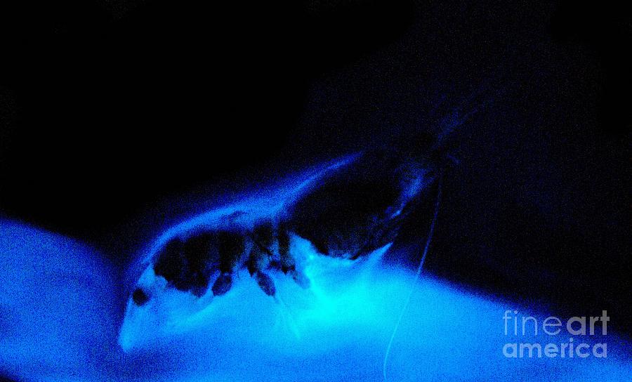 Bioluminescent Cloud Released By Shrimp Photograph by Dant Fenolio