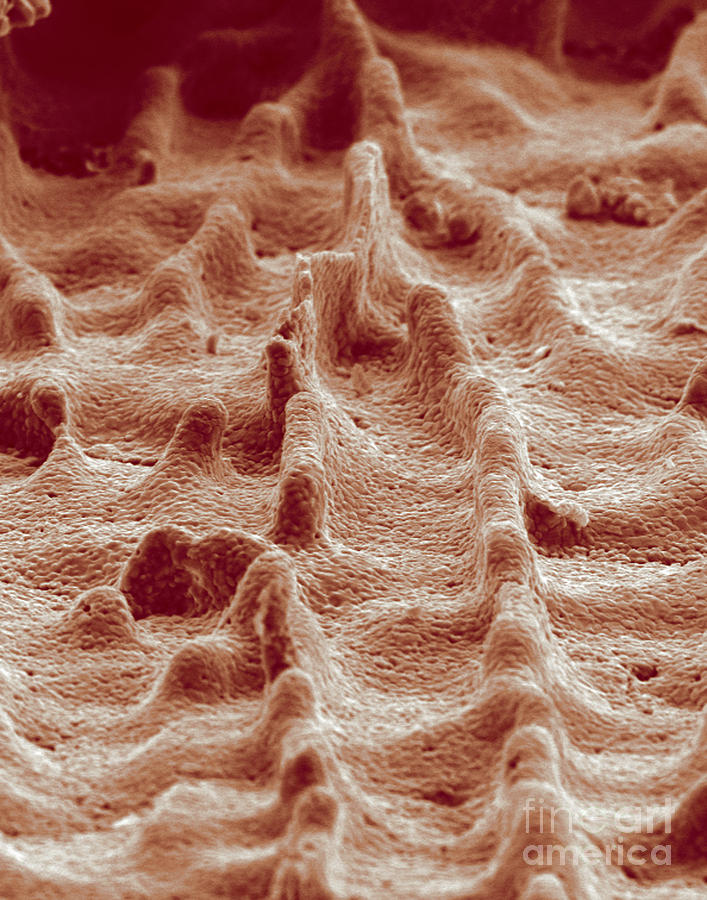 Science Photograph - Biomimicry, Ceramic Mimics Mother by Science Source Science Photograph - Biomimicry, Ceramic Mimics Mother by Science Source