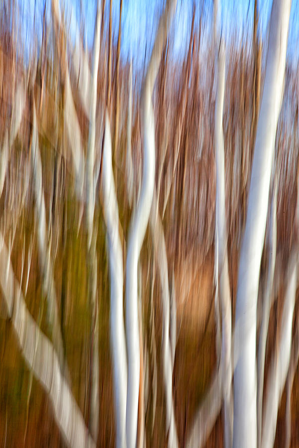 Birch Abstract No. 5 Photograph by Denise Bush