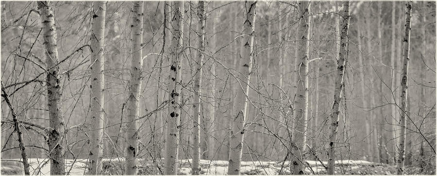 Birch and Aspen Tree Trunks in Black and White Photograph by Peter V Quenter