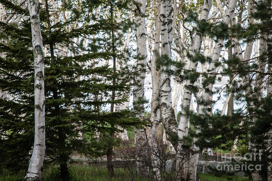 Tree Photograph - Birch and Evergreen Stand by Faith Harron Boudreau