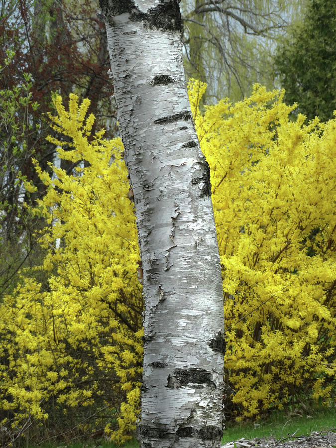 Birch and Forsythia Photograph by David T Wilkinson