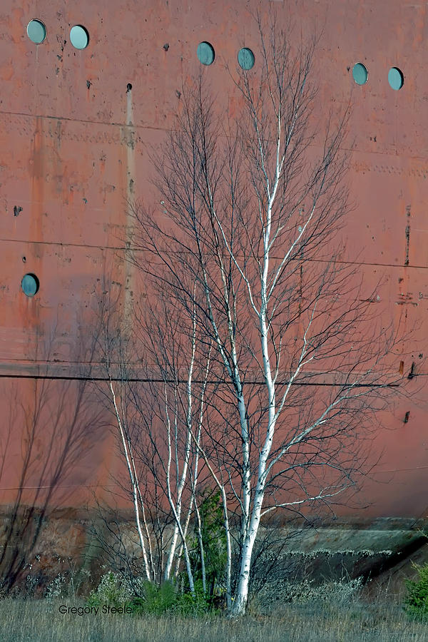 Tree Photograph - Birch and ship by Gregory Steele