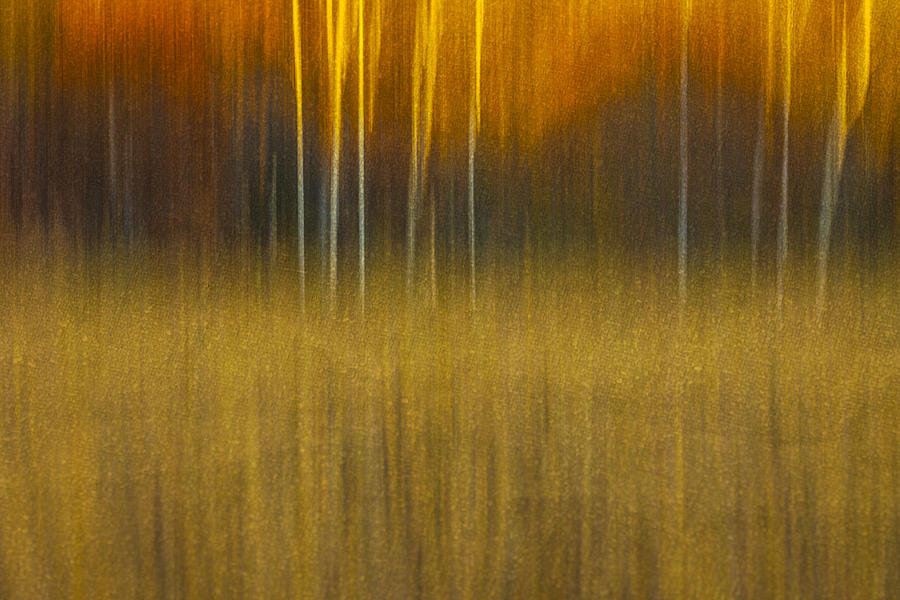 Birch At The Edge Of The Field 2015 Photograph by Thomas Young