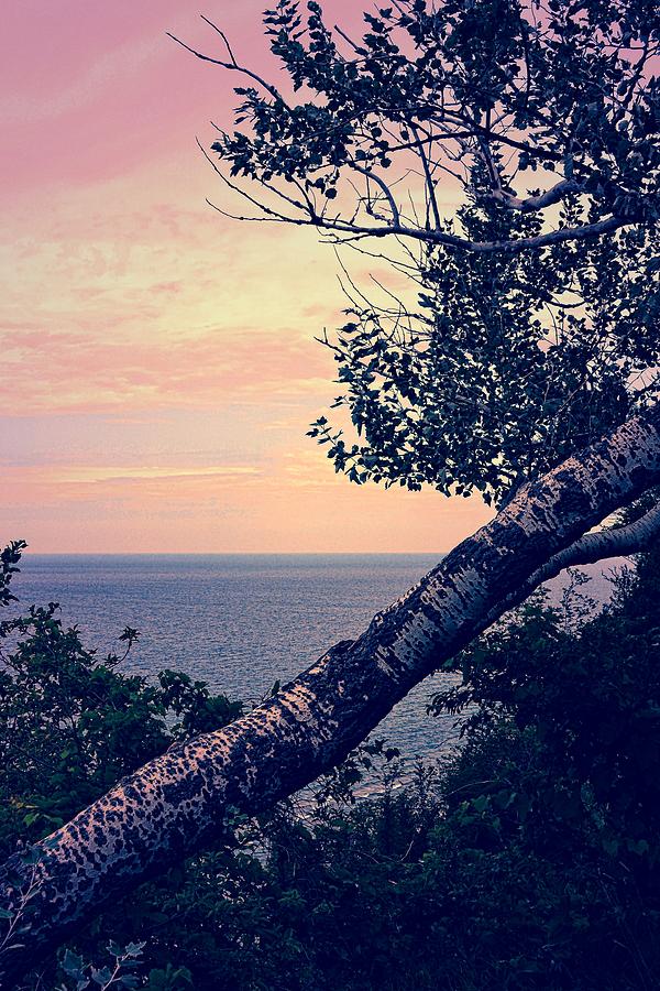 Sunset Photograph - Birch at the Overlook by Michelle Calkins