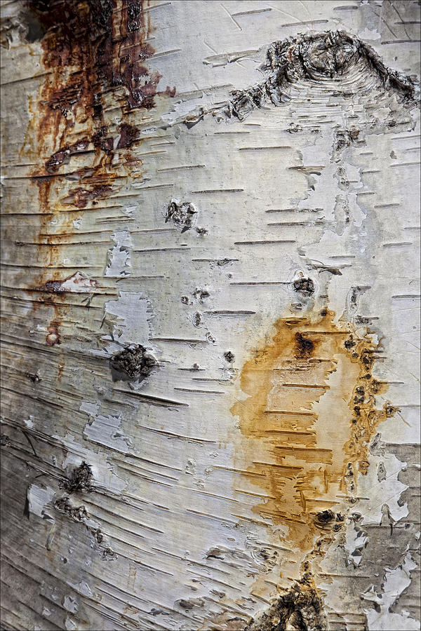 Birch Bark 2 Photograph by Robert Ullmann