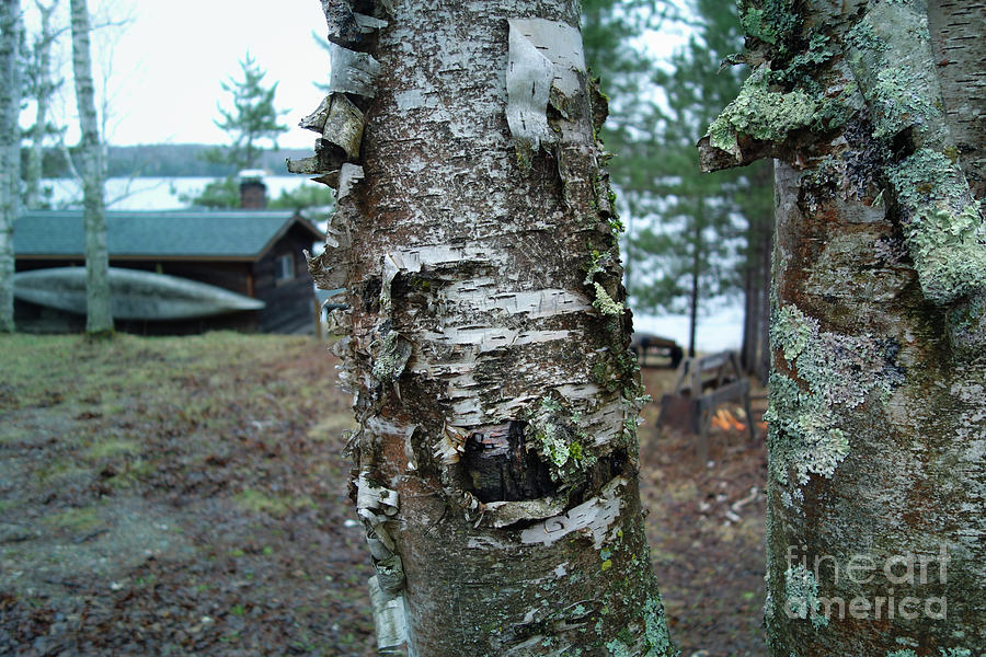 Birch Bark 3 Photograph by Jacqueline Athmann