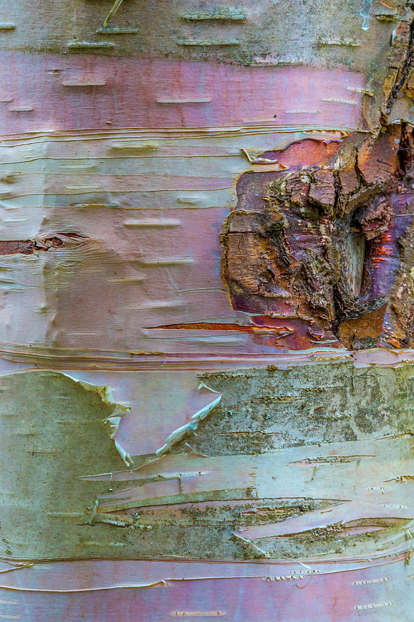 Birch Bark Abstract Photograph by Patti Deters