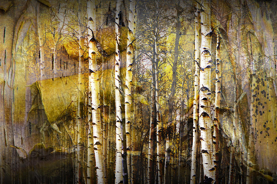 Birch Bark and Trees Abstract Photograph by Randall Nyhof
