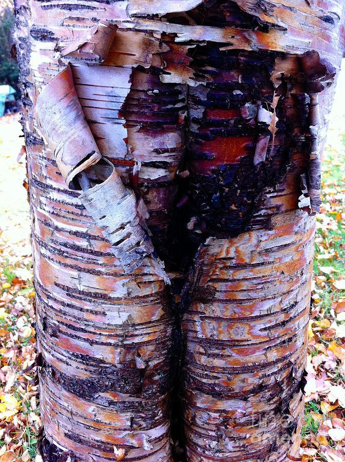 Birch Bark Closeup Photograph by Barbara A Griffin