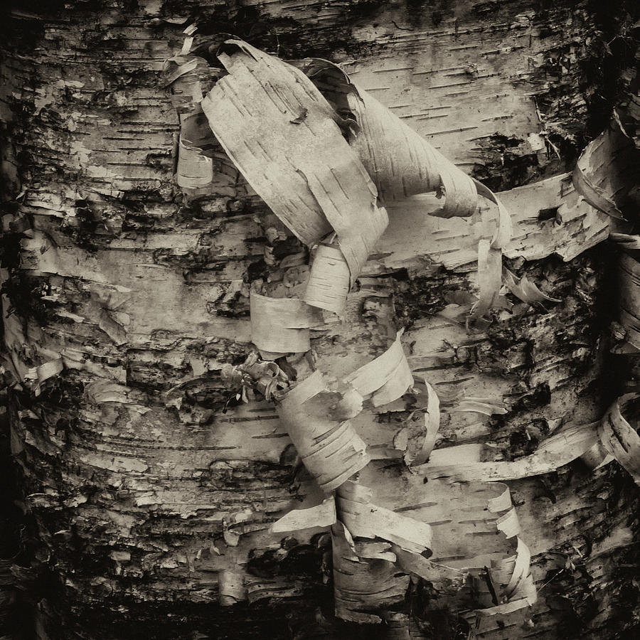 Birch Bark Detail Monotone IMG_6361 Photograph by Greg Kluempers