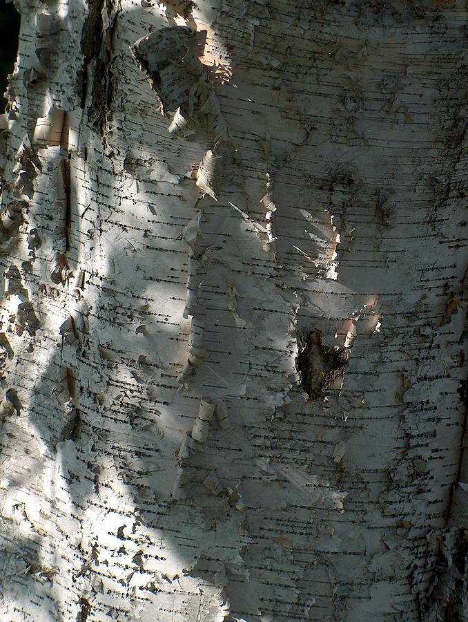 Tree Photograph - Birch Bark in sun and shadow by Denise Hoff Tree Photograph - Birch Bark in sun and shadow by Denise Hoff