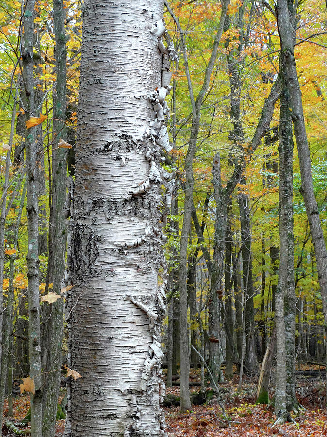 Nature Photograph - Birch Bark in the Fall by David T Wilkinson