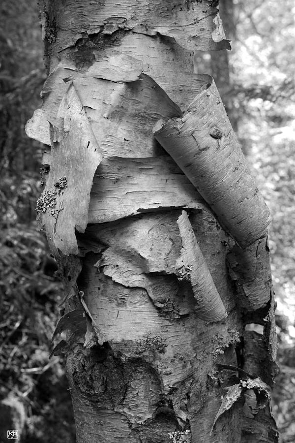 Birch Bark Photograph by John Meader