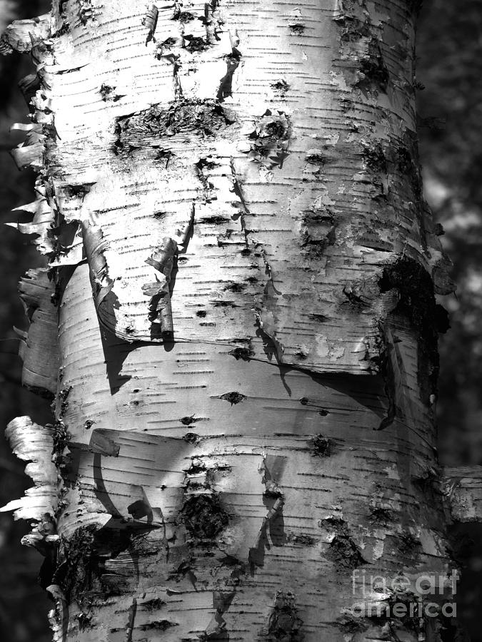 Birch Bark Photograph Photograph by Kristen Fox