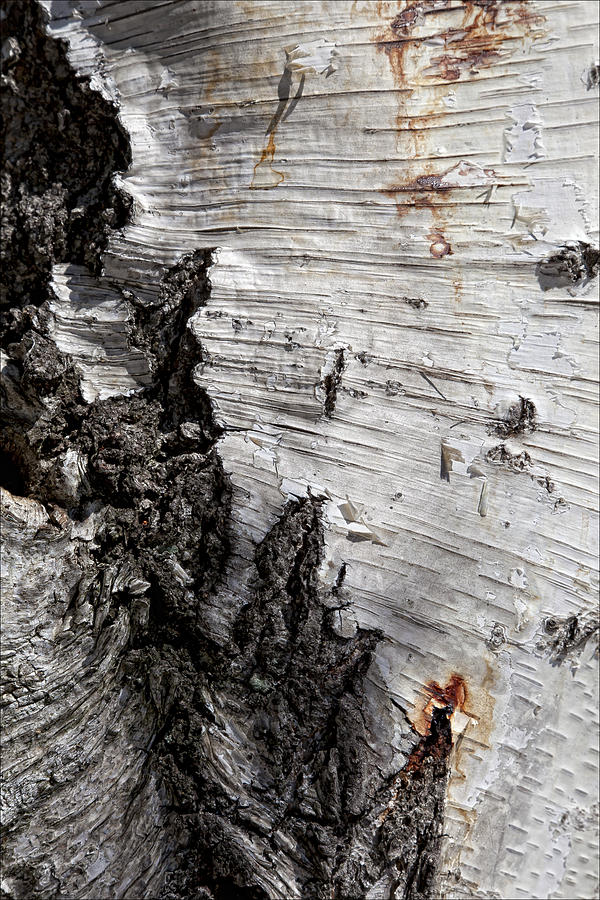 Nature Photograph - Birch Bark by Robert Ullmann