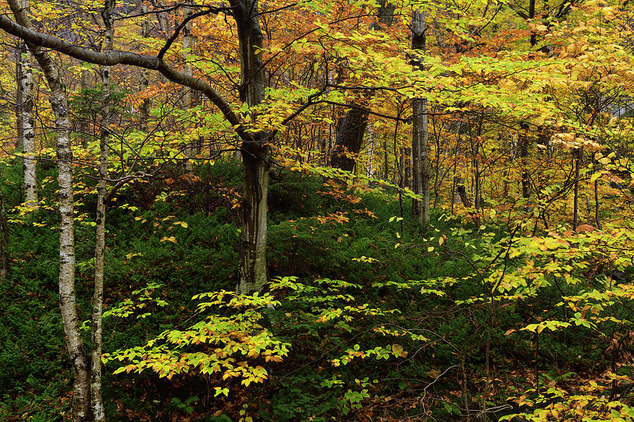 Birch Beech and Hemlock trees in the Fall at Smugglers Notch Sta