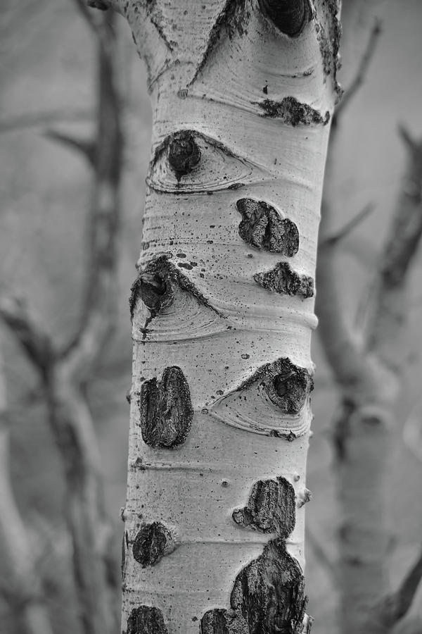 Birch - Black and White Photograph by Whispering Peaks Photography