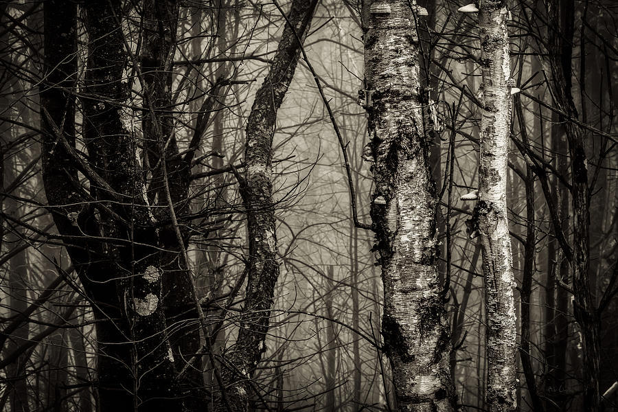 Birch Photograph by Bob Orsillo