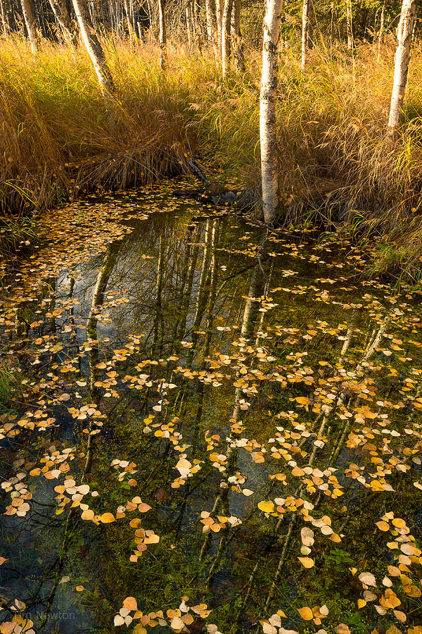Birch Bog in Autumn Photograph by Tim Newton