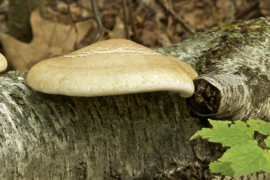 Birch Bracket Mushroom Photograph by Michael Peychich