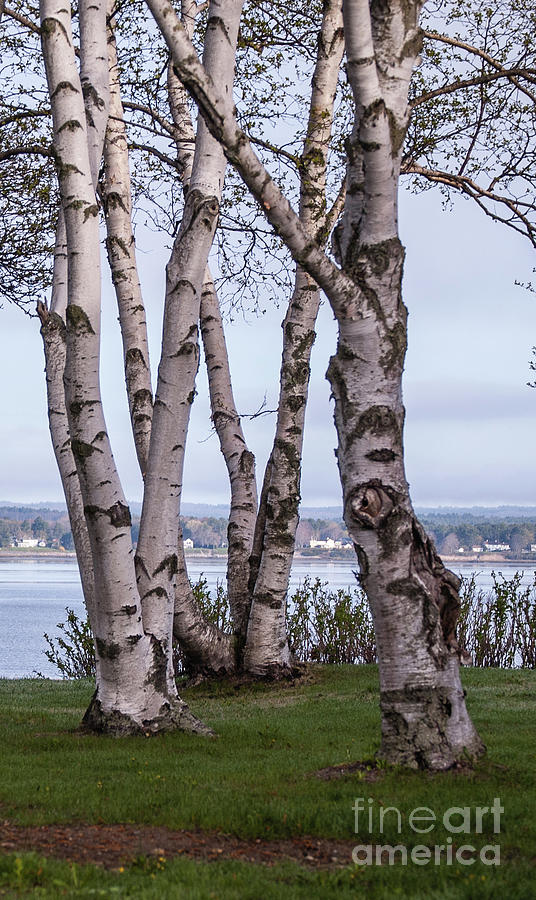 Tree Photograph - Birch Dance by Faith Harron Boudreau
