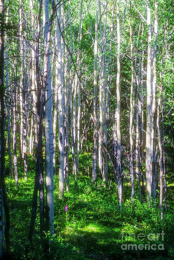 Birch Forest Photograph by Bob Phillips