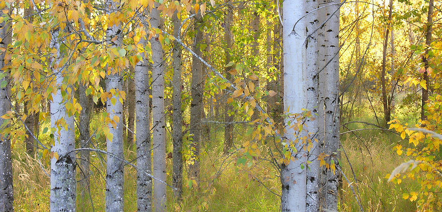 Birch Forest Photograph by Bonnie Bruno