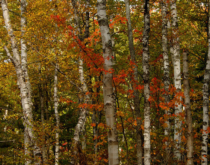 Fall Colors Photograph - Birch Forest by David Nicely Fall Colors Photograph - Birch Forest by David Nicely