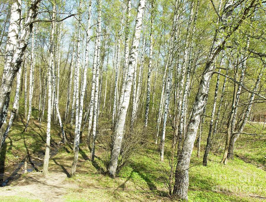Birch forest in spring Photograph by Irina Afonskaya