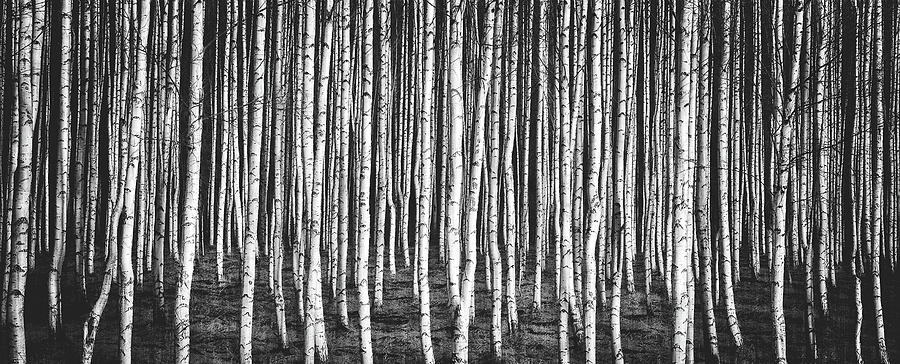 Birch Forest Photograph by Mountain Dreams
