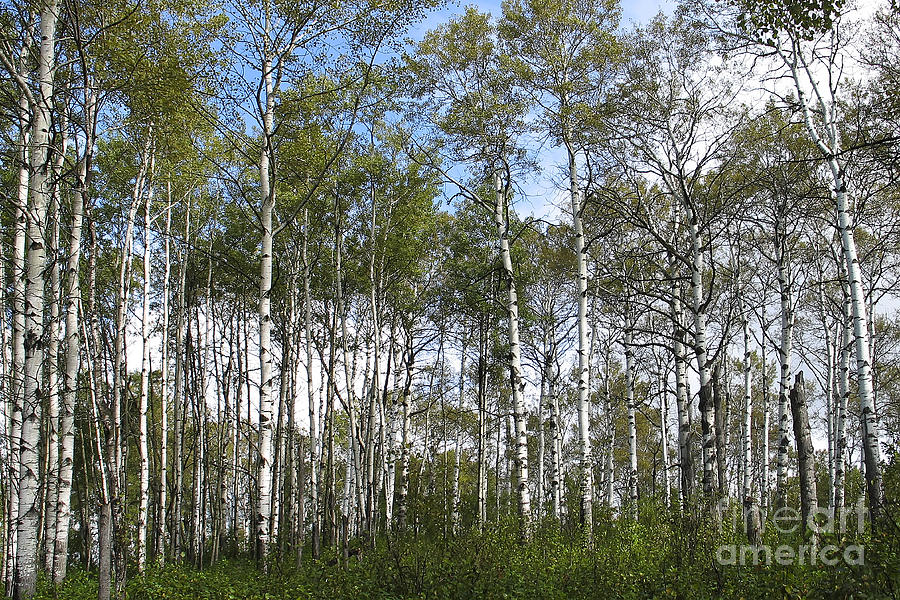 Birch Forest Photograph by Teresa Zieba