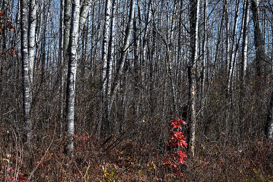 Birch Forest with Oak Sapling Photograph by Hella Buchheim