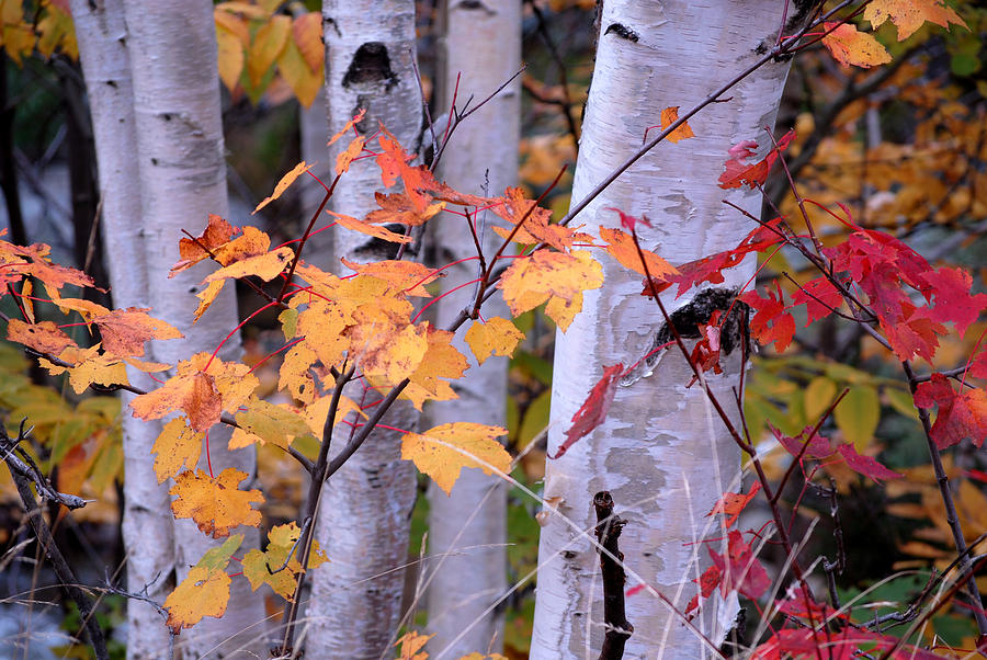 Fall Photograph - Birch Grove in Autumn by Melinda Schneider