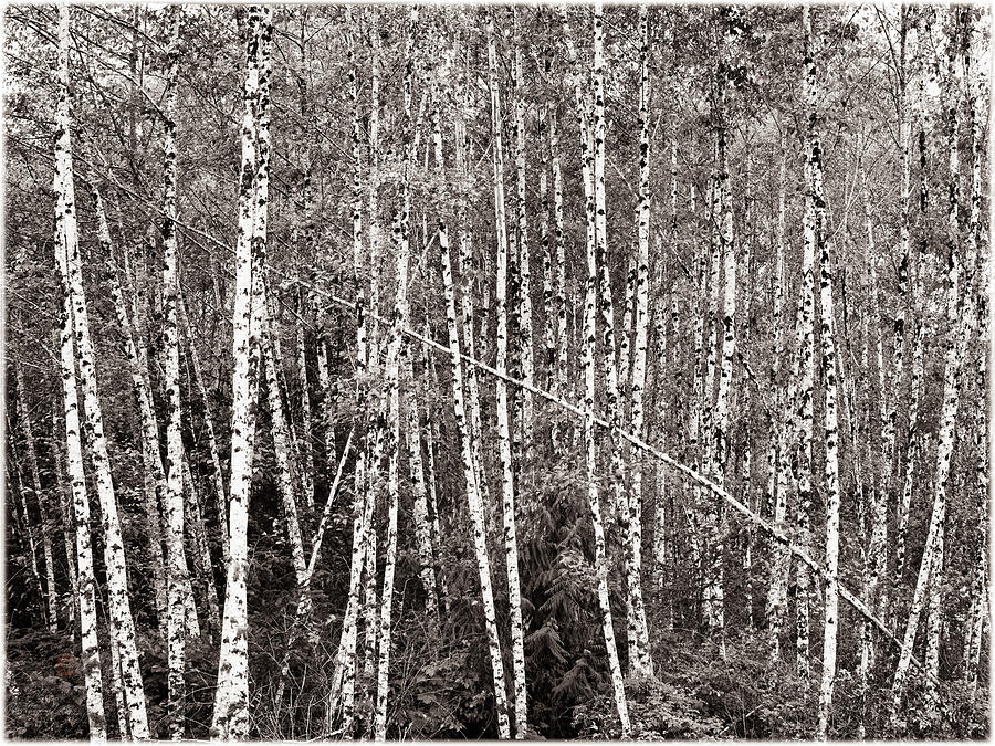 Birch Grove Photograph by Peter V Quenter