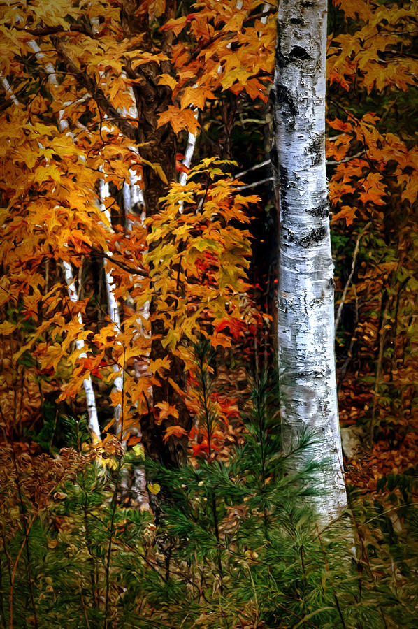 Birch in Autumn Photograph by Nikolyn McDonald