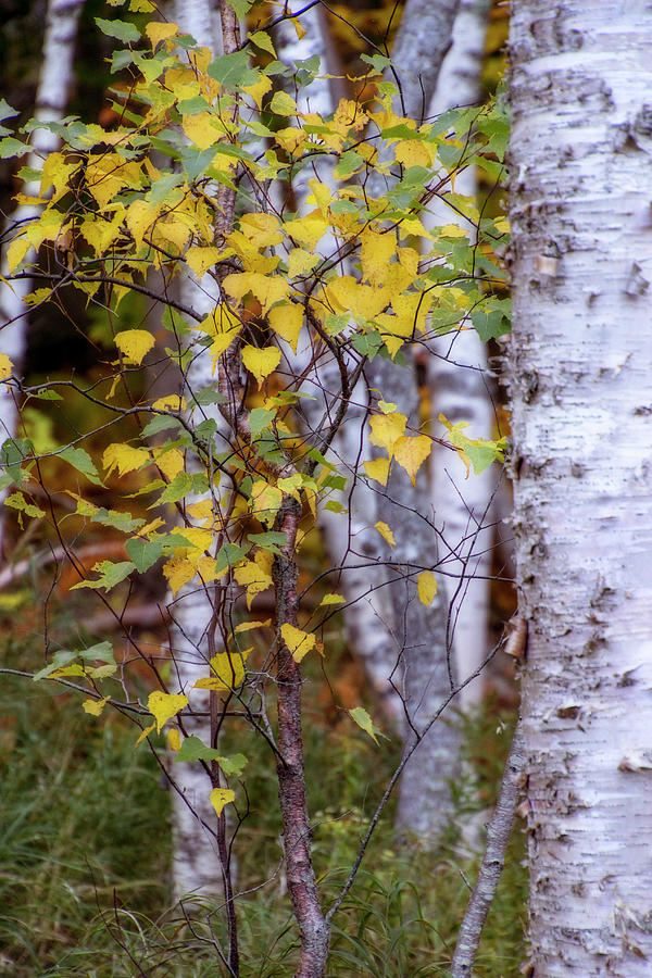 Birch in Autumn Digital Art by Terry Davis