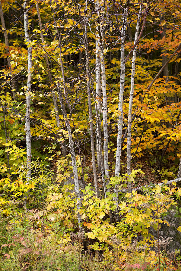 Birch in Fall Photograph by Eunice Gibb