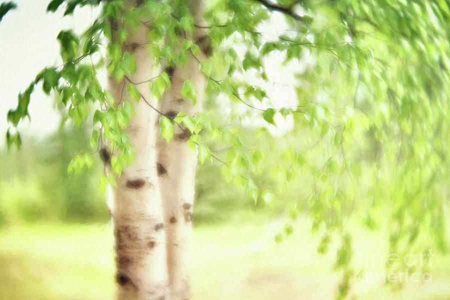 Tree Photograph - Birch in Spring by Priska Wettstein