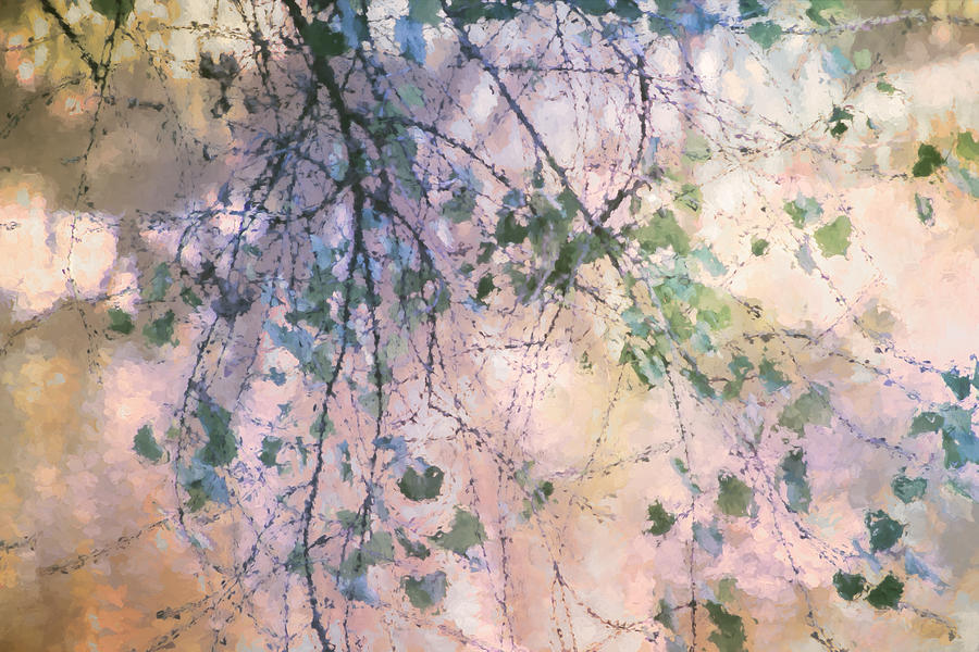 Birch in Spring Digital Art by Terry Davis